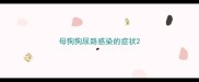 母狗狗尿路感染的症状