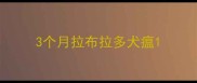 3个月拉布拉多犬瘟