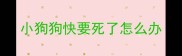 小狗狗快要死了怎么办