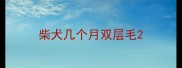 柴犬几个月双层毛