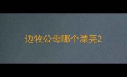 边牧公母哪个漂亮