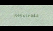 两个月的小狗益生菌