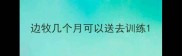 边牧几个月可以送去训练