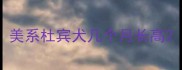 美系杜宾犬几个月长高