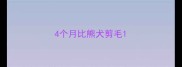 4个月比熊犬剪毛