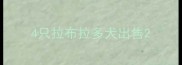 4只拉布拉多犬出售