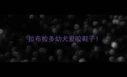 拉布拉多幼犬爱咬鞋子