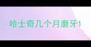 哈士奇几个月磨牙