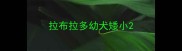 拉布拉多幼犬矮小