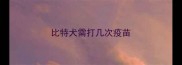 比特犬需打几次疫苗