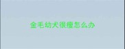 金毛幼犬很瘦怎么办