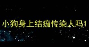 小狗身上结痂传染人吗