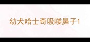 幼犬哈士奇吸喽鼻子