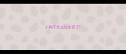 小狗不怎么吃东西了