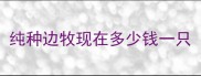 纯种边牧现在多少钱一只