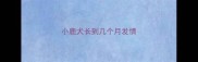小鹿犬长到几个月发情
