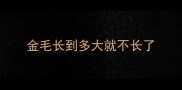 金毛长到多大就不长了