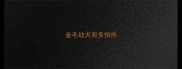 金毛幼犬有多怕热