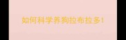 如何科学养狗拉布拉多