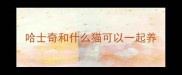 哈士奇和什么猫可以一起养