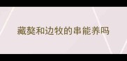 藏獒和边牧的串能养吗