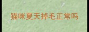 猫咪夏天掉毛正常吗