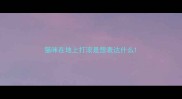 猫咪在地上打滚是想表达什么