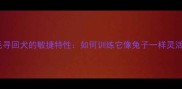金毛寻回犬的敏捷特性如何训练它像兔子一样灵活