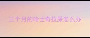 三个月的哈士奇拉屎怎么办