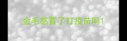 金毛感冒了打疫苗吗