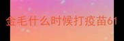 金毛什么时候打疫苗6