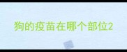 狗的疫苗在哪个部位