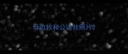 母边牧和公边牧照片