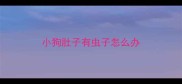 小狗肚子有虫子怎么办