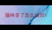 猫咪丢了怎么找回