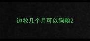 边牧几个月可以狗粮