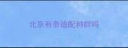 北京有泰迪配种群吗