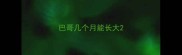 巴哥几个月能长大
