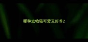 哪种宠物猫可爱又好养