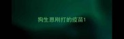 狗生崽刚打的疫苗