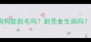 未打疫苗的狗狗能剃毛吗剃秃会生病吗附护理全攻略