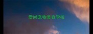 爱尚宠物美容学校