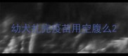 幼犬扎完疫苗用空腹么