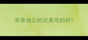 养泰迪公的还是母的好