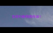 怎样判断狗狗年龄