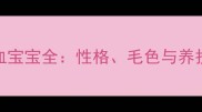 黑白花泰迪灰泰迪混血宝宝全性格毛色与养护指南附高清对比图