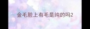 金毛脸上有毛是纯的吗