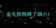 金毛狗狗得了细小