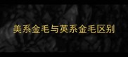 美系金毛与英系金毛区别