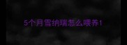 5个月雪纳瑞怎么喂养